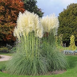 White pampas grass seed