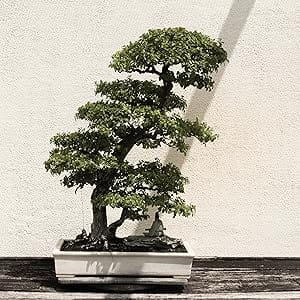 bonsai, cz grain