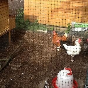 Chicken Netting/ Netting for Chicken Coop