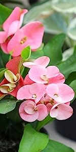 Euphorbia