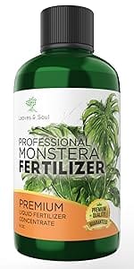 monstera