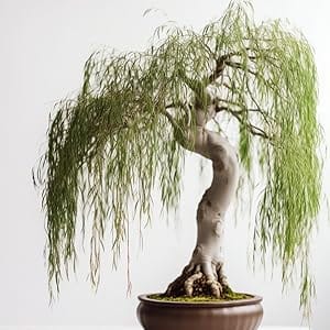weeping willow bonsai, dwarf, cuttings