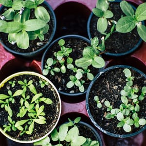 fresh seeds
