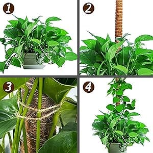 Moss Poles for Climbing Plants