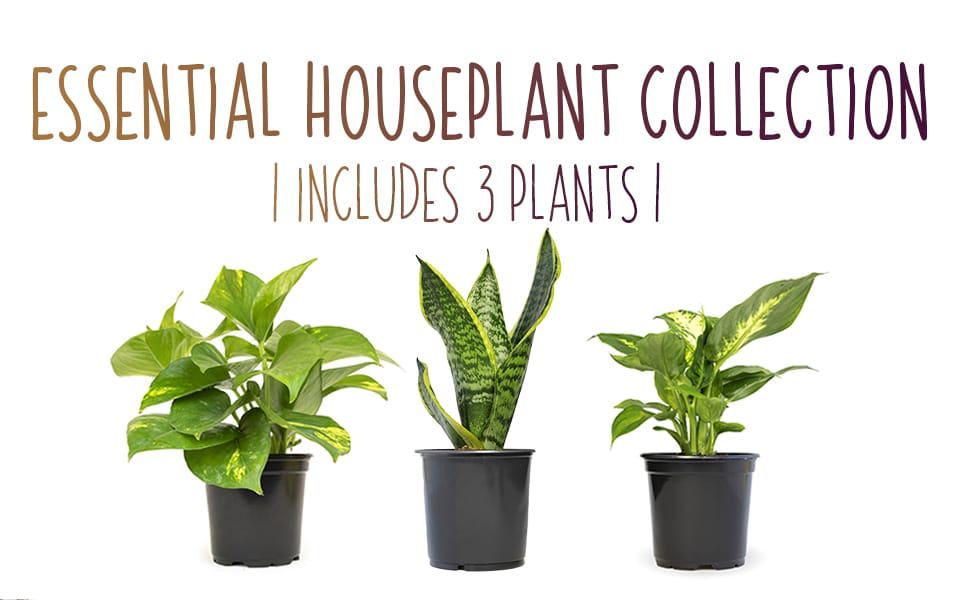 4" 3-pack Foliage