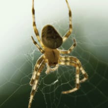 Spiders