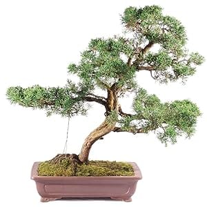 Mature Juniper Bonsai Tree