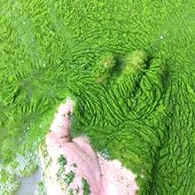 pond algaecide safe for fish how to use remove algae