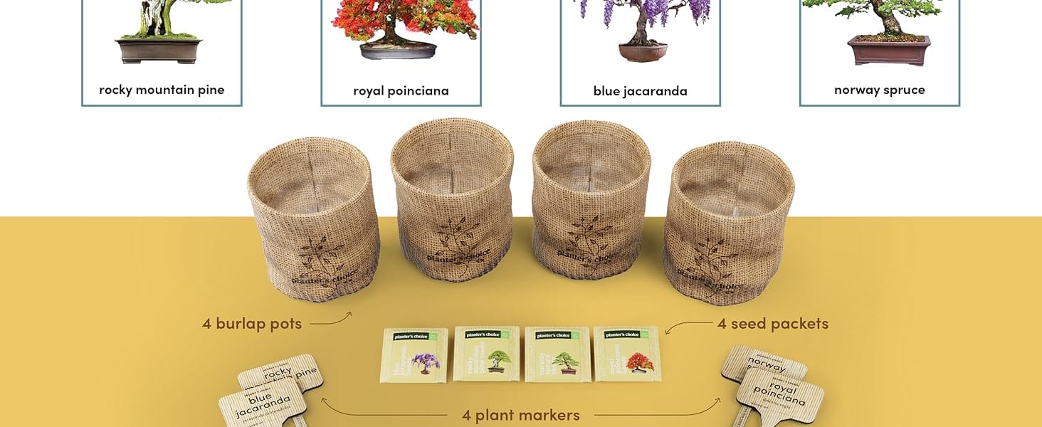 Best kit for planting bonsai DIY Set of 4