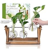 Plant Propagation Stations Terrarium with Wooden Stand, Desktop Air Planter Bulb Glass Vase,for I...