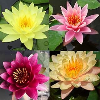 Pre-Grown Hardy Water Lily Tuber (Top 4 IWGS Award) Aquatic Pond Plant Garden Assorted Free Fertilizer Supplies