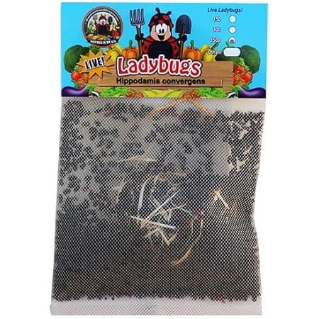 1500 Live Ladybugs - Good Bugs - Ladybugs - Guaranteed Live Delivery!