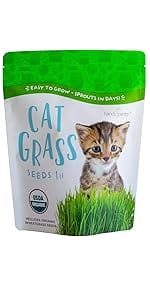 cat grass seeds for planting wheatgrasas wheat grass