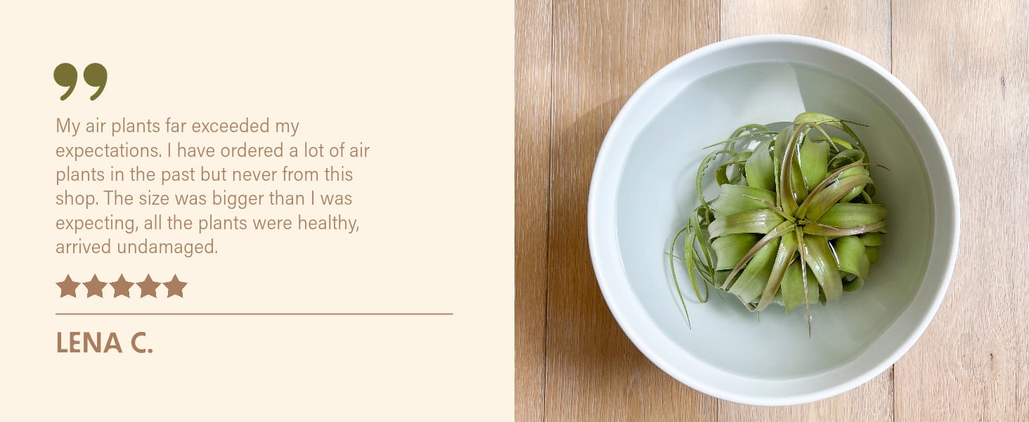 AIR PLANT TILLANDSIA REVIEW