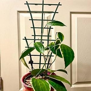 climbing plant support