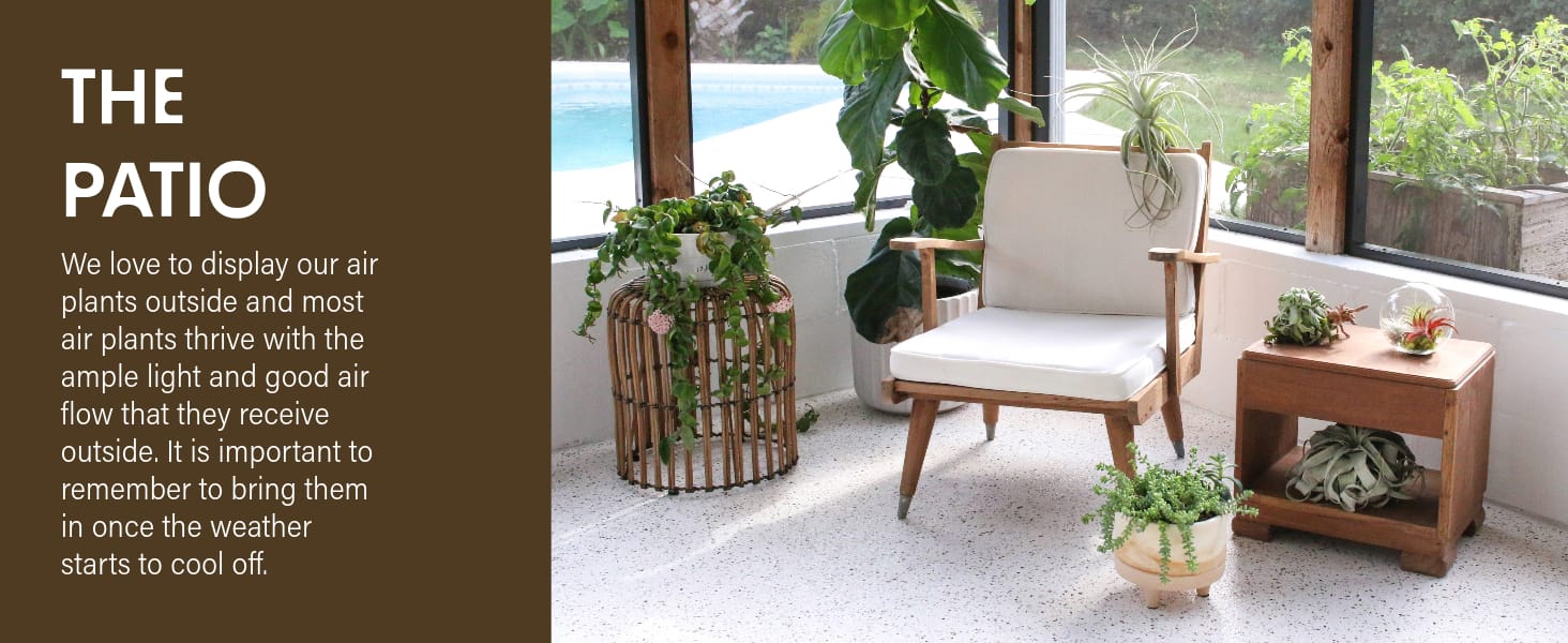 DECORATING THE PATIO AIR PLANT TILLANDSIA