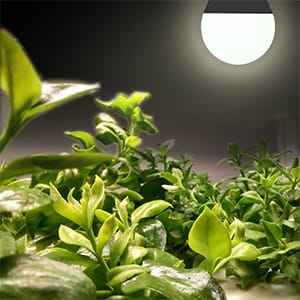 grow bulb