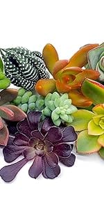 Succulent Cuttings