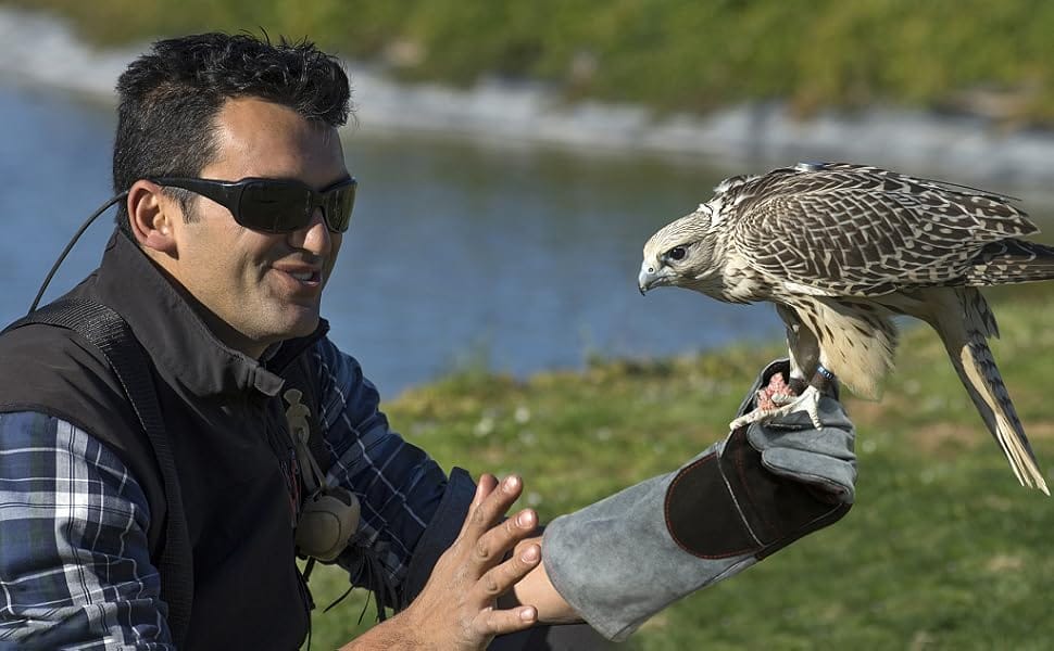 animal handling gloves