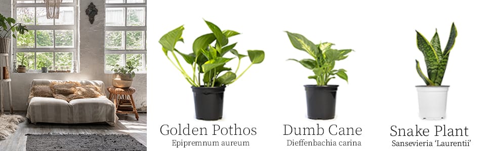 houseplants house plant plants indoor decor indoors succulents tillandsias pothos
