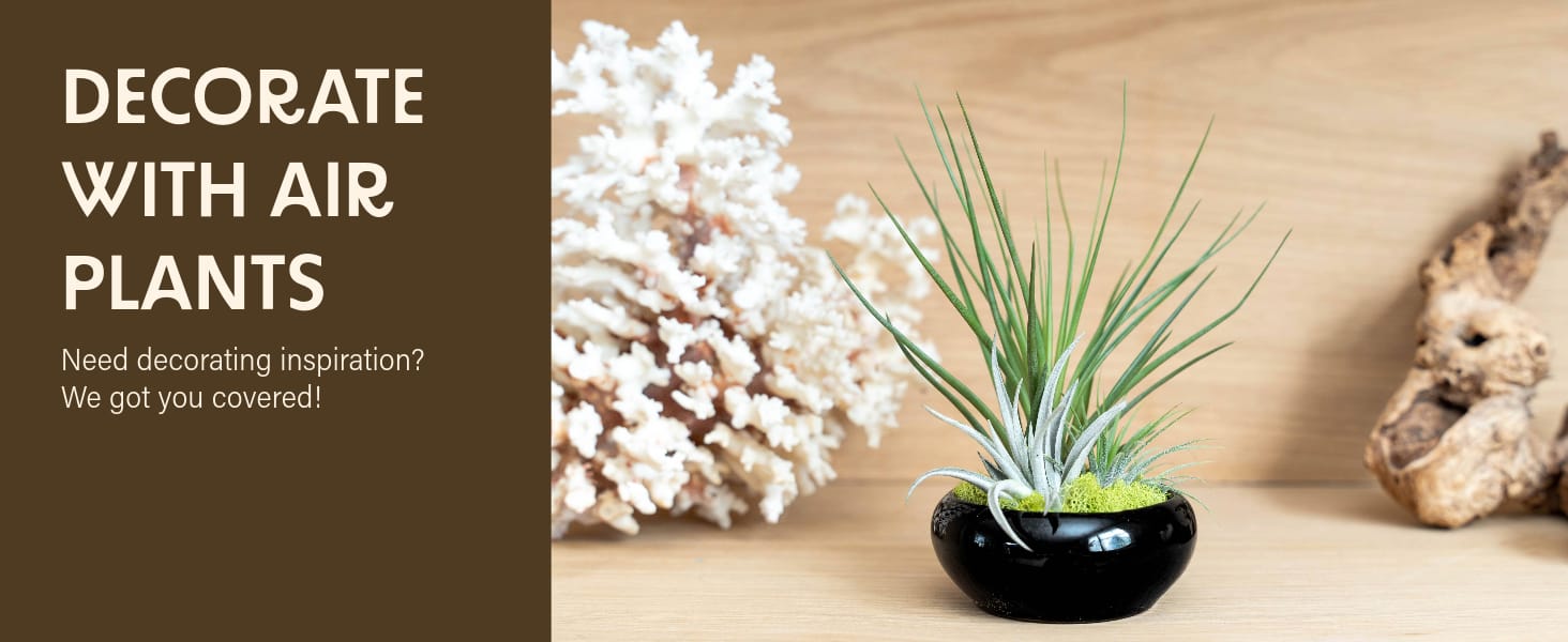 the patio air plants tillandsia