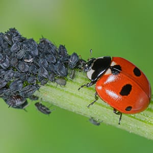 ladybug for aphid control