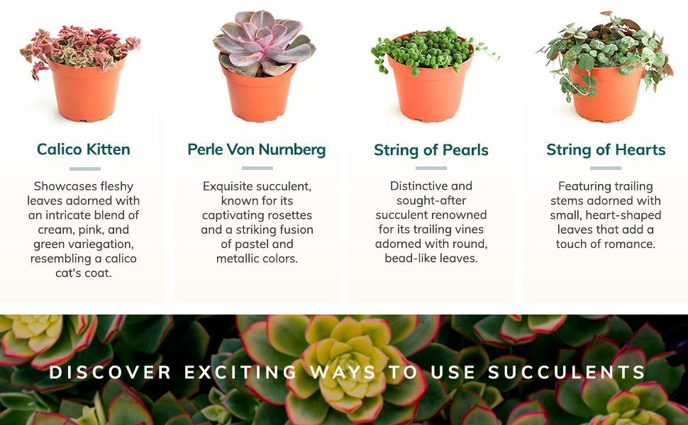 rare succulents