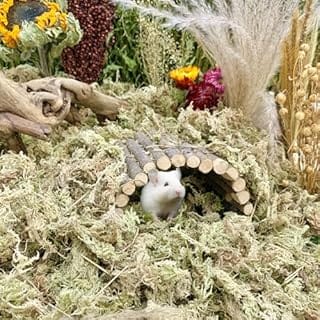 Bonnevie Sphagnum Moss for Hamster Gerbil Bedding Natural Dried Green Forest Sphagnum Moss Hamster Substrate Nesting for Dwarf Syrian Hamsters, Mice, Degus, Terrarium Reptiles Sphagnum Moss