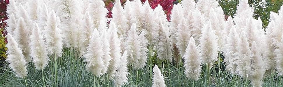 White Pampas Grass