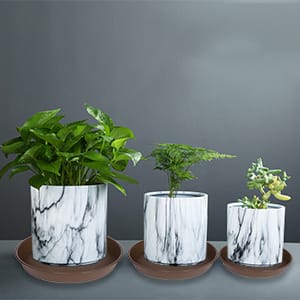 plant sacuer Multiple size model