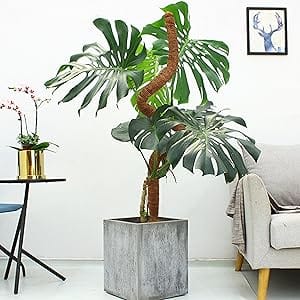 Monstera Moss Pole
