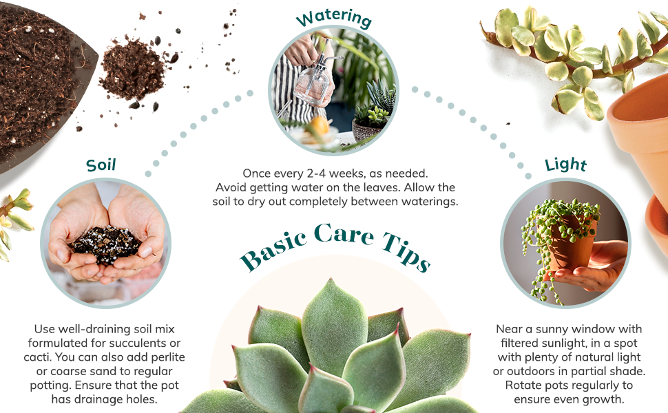 Succulent Care
