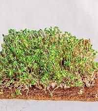 coco grow mat microgreen tray mat coconut fiber