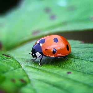 1500 Pre-Fed Live Ladybugs BuddyBugs Hippodamia Convergens for Aphid Control and Other Insects