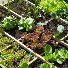gardening soil vegetables potting garden planting outdoor plants container fertilizer
