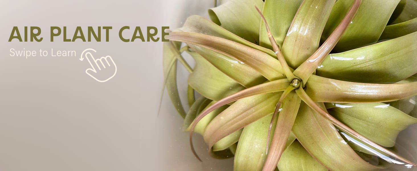 AIR PLANT TILLANDSIA CARE