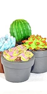 Succulent