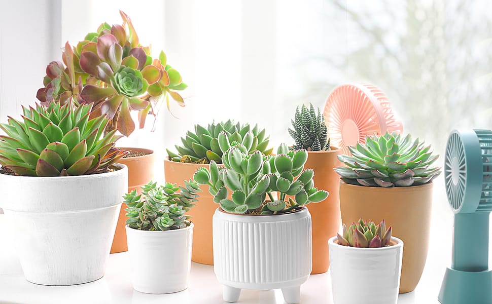 live succulent plants