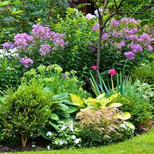 Flowering shrubs and  herbs are together in the yard.