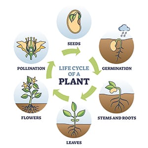 For Aphid Control and Other Insects, release when plants are flowering