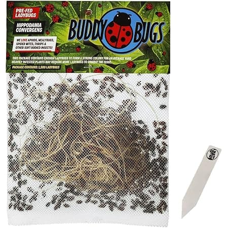 1500 Pre-Fed Live Ladybugs | BuddyBugs | Hippodamia Convergens | Guaranteed Live Delivery | for Aphid Control and Other Insects + THCity Stake