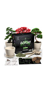 bonsai-tree-kit