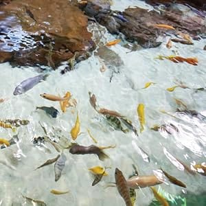 Clear water with rocks and colorful fish