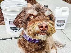 hazel the dog