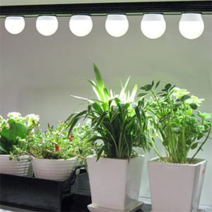 indoor plant bulb