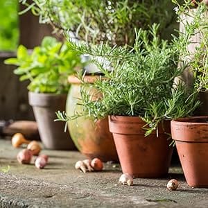 herbs, plants, seeds, vegetables