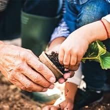 Parents and kids are transplant the seedlings from the pot to the ground