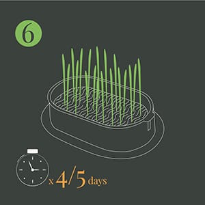 Step 6: Allow to sprout for between 4 and 5 days.