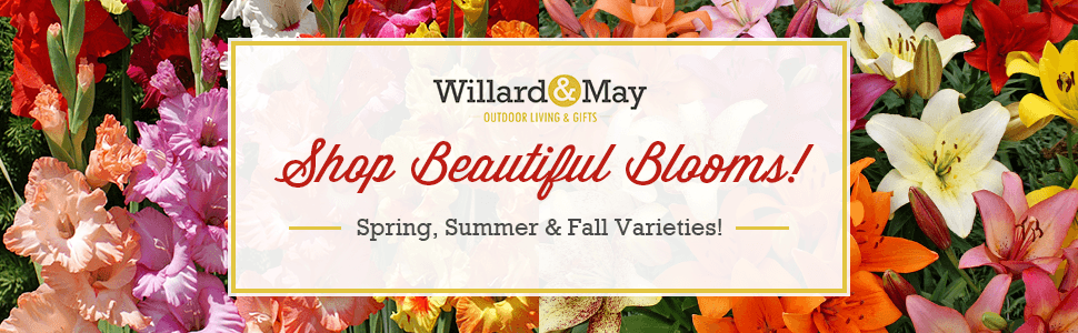 Willard and May Flower Bulb Company - Shop Beautiful Blooms Spring, Summer and Fall!