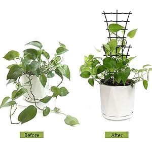 house plant trellis